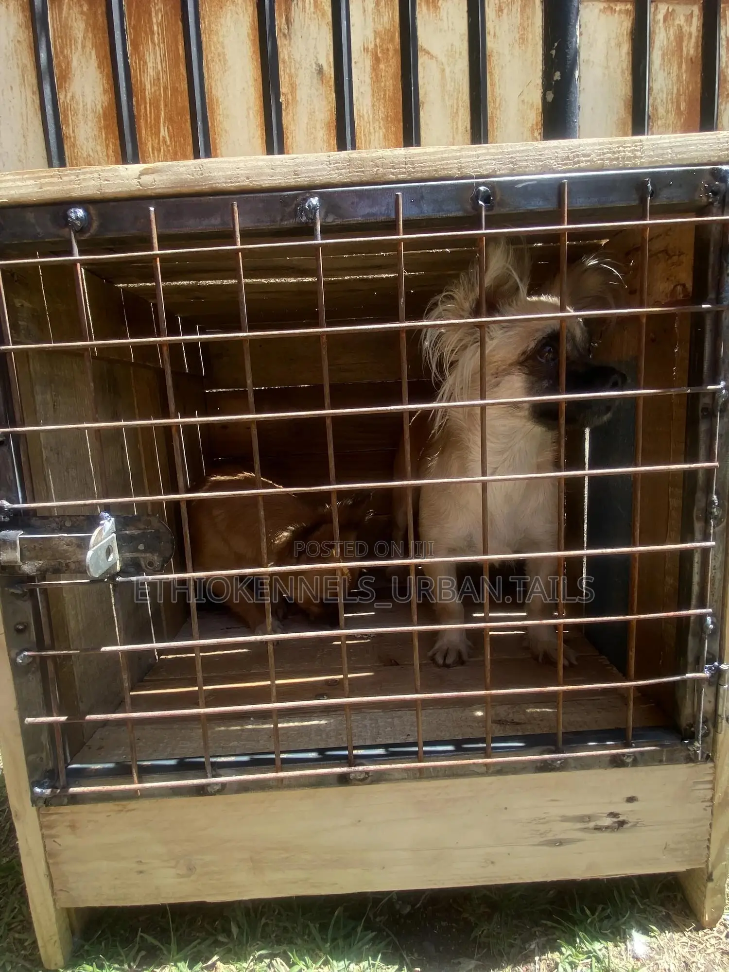 Dog Wood House