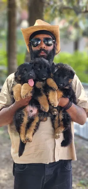 1-3 months Male Purebred German Shepherd