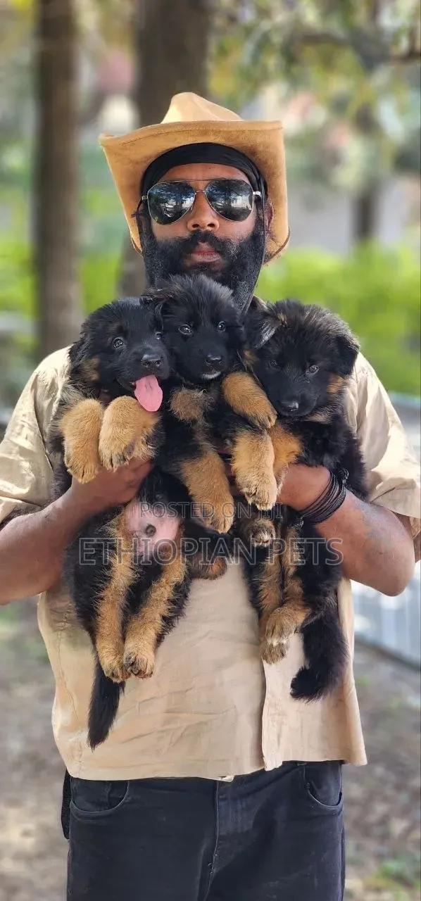 1-3 months Male Purebred German Shepherd