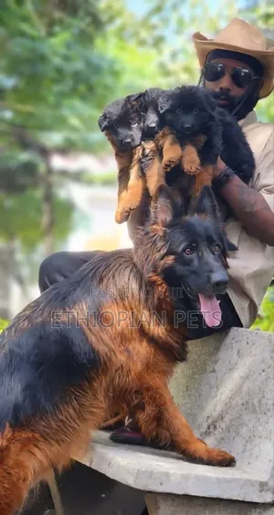 1-3 months Male Purebred German Shepherd