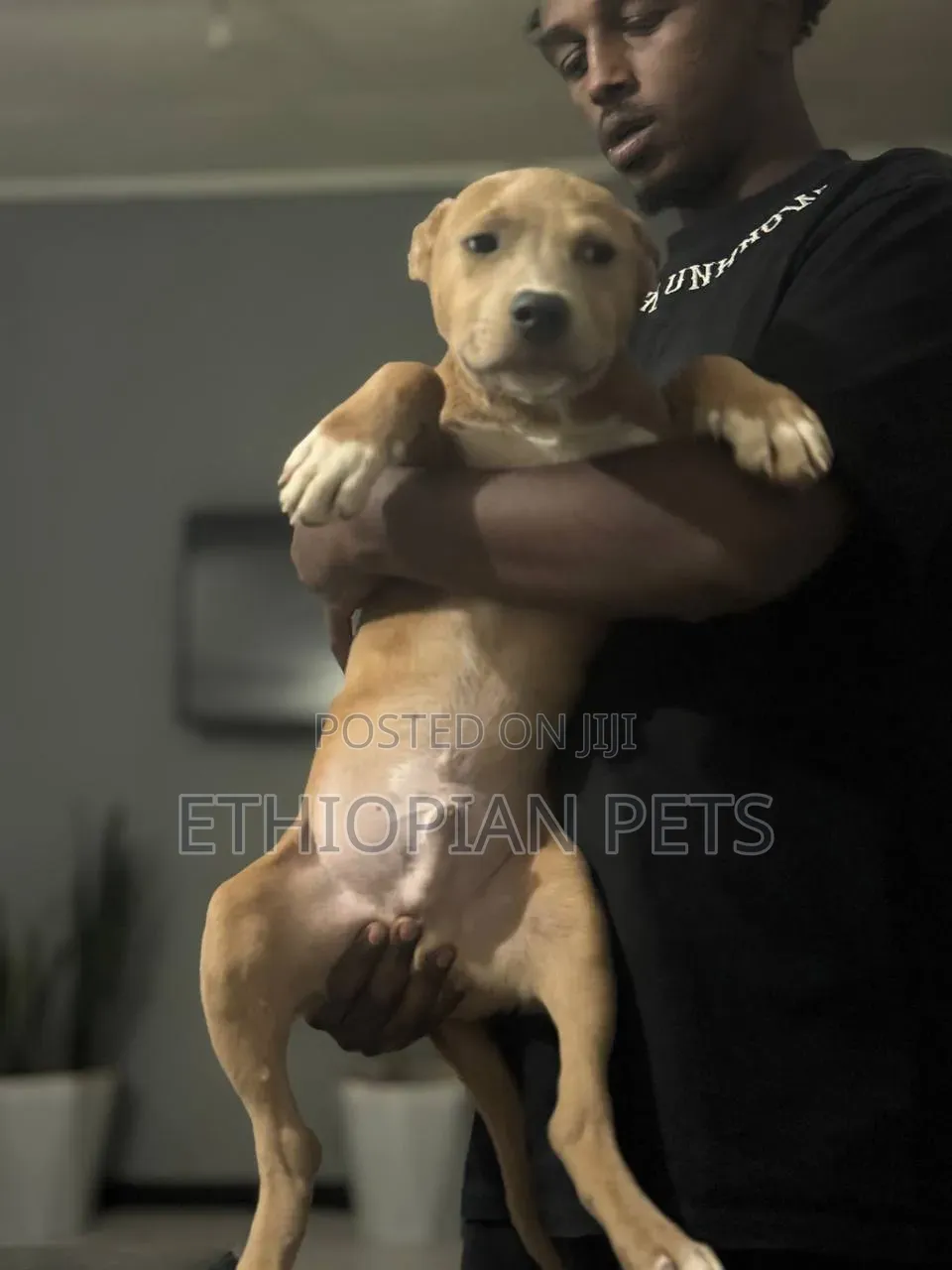 1-3 months Male Purebred American Bully