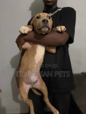 1-3 months Male Purebred American Bully
