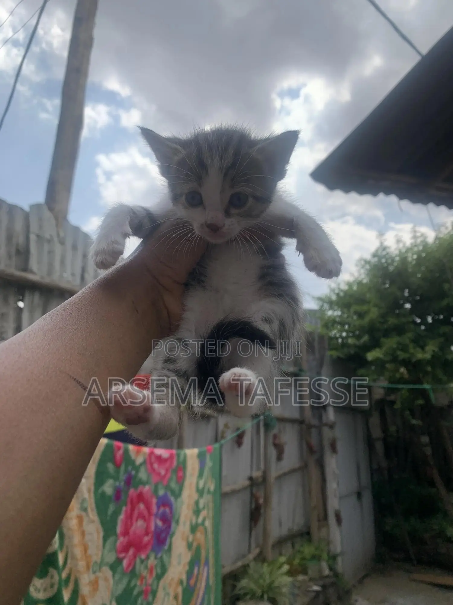 0-1 month Female Purebred Abyssinian