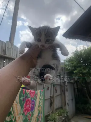 0-1 month Female Purebred Abyssinian