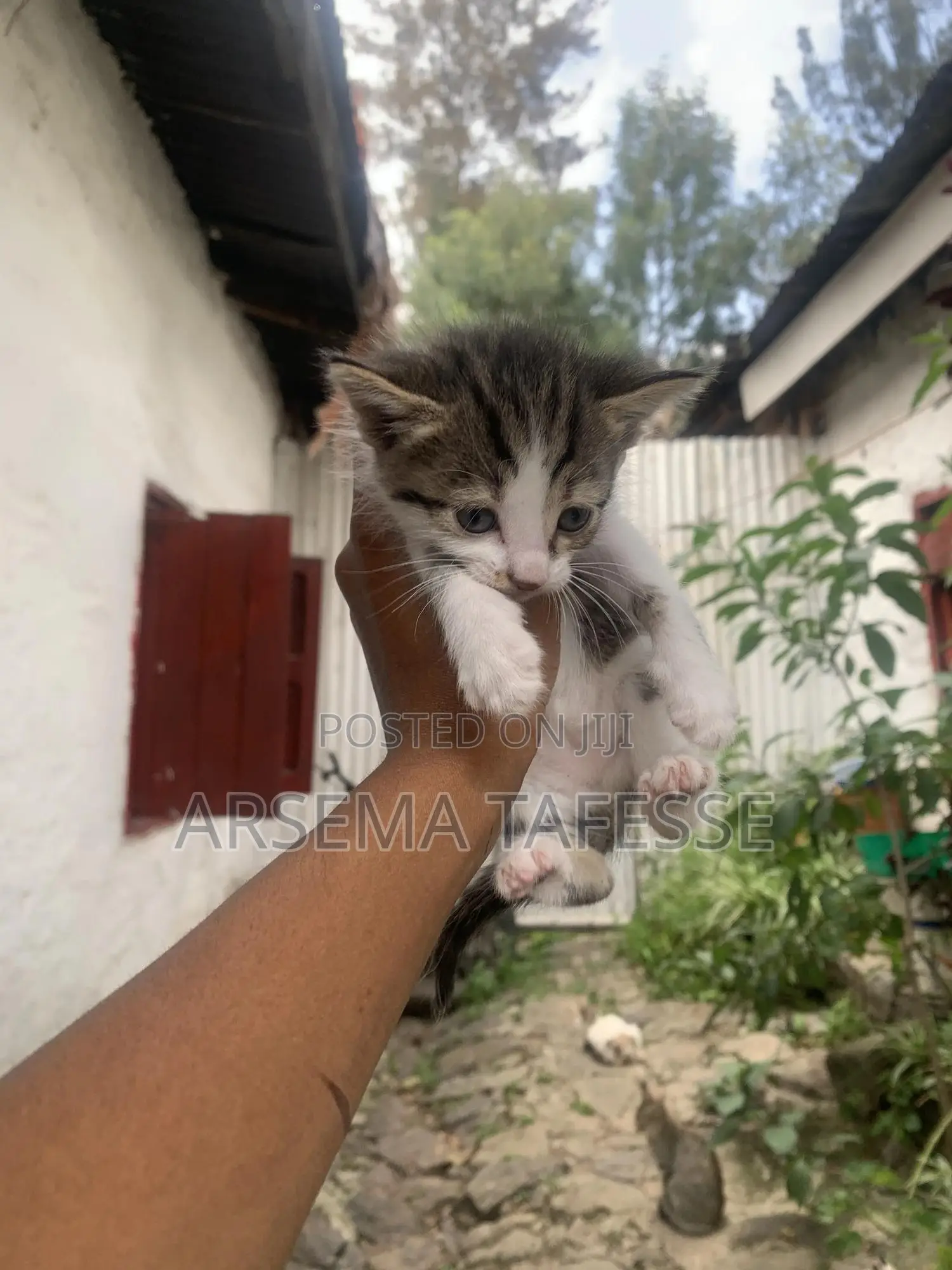 0-1 month Female Purebred Abyssinian