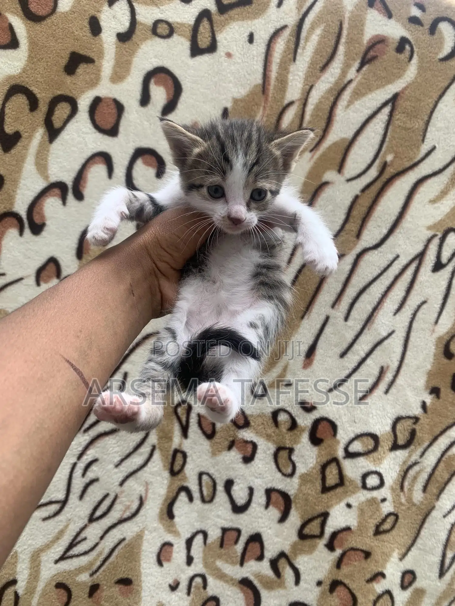 0-1 month Female Purebred Abyssinian