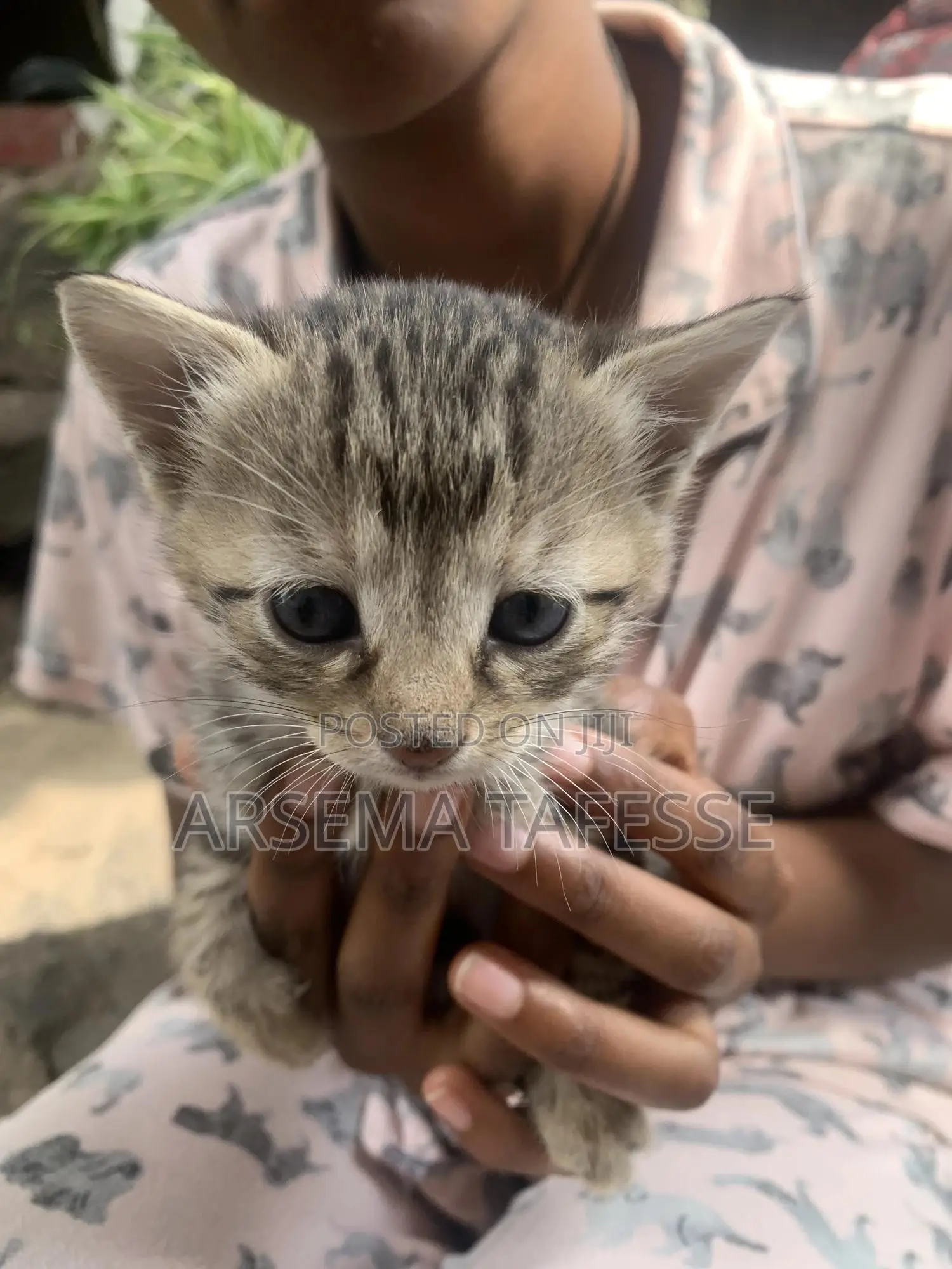 0-1 month Female Purebred Abyssinian