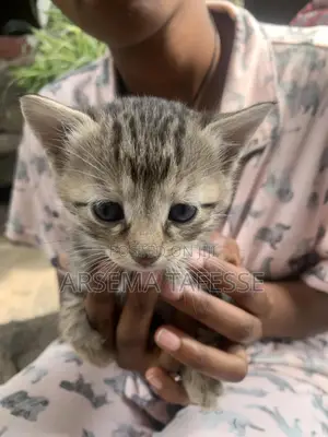 0-1 month Female Purebred Abyssinian