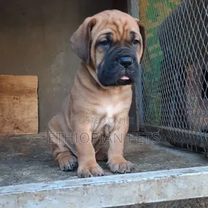 1-3 months Male Purebred Boerboel