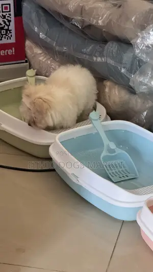 Cat Litter Boxes