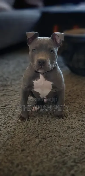 1-3 months Male Purebred American Pit Bull Terrier