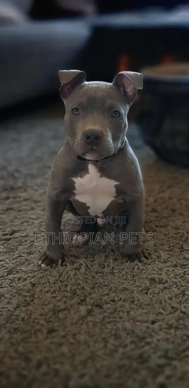 1-3 months Male Purebred American Pit Bull Terrier