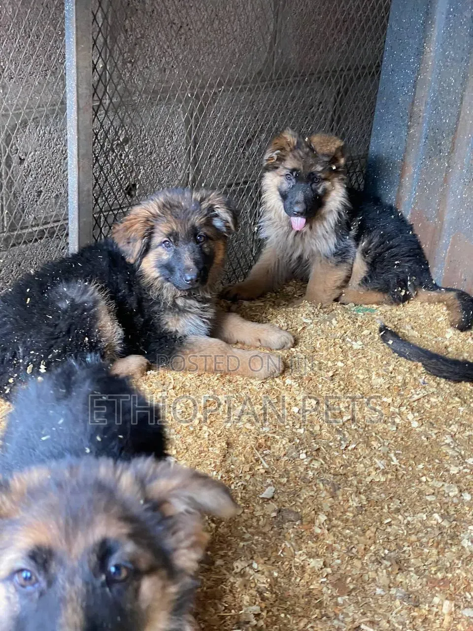 1-3 months Male Purebred German Shepherd