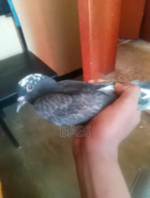 Birds እርግብ አድራሻ Bola Taxi Tera