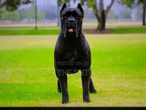 1-3 months Male Purebred Cane Corso