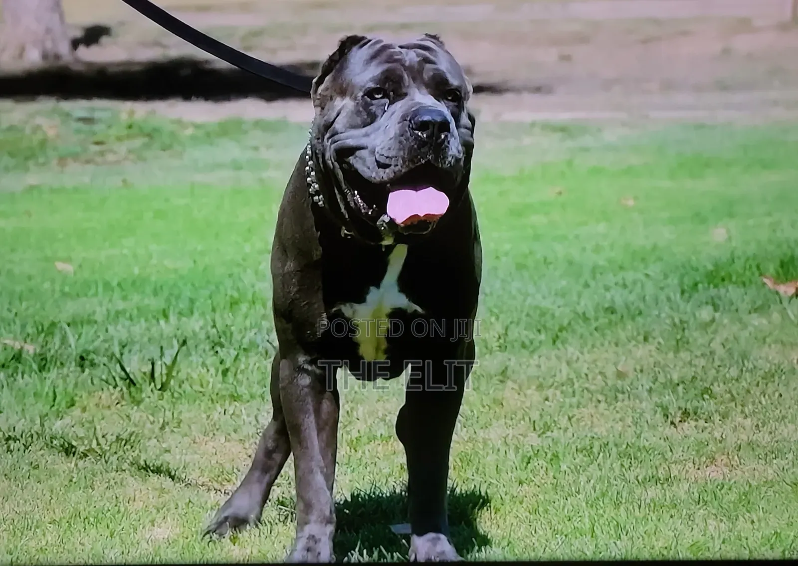 1-3 months Male Purebred Cane Corso