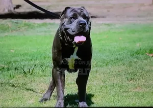 1-3 months Male Purebred Cane Corso