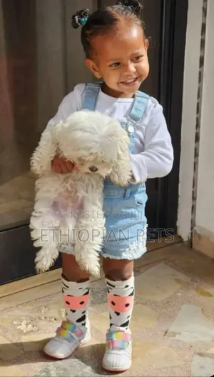 1-3 months Male Purebred Maltese