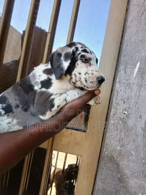 1-3 months Male Purebred Great Dane