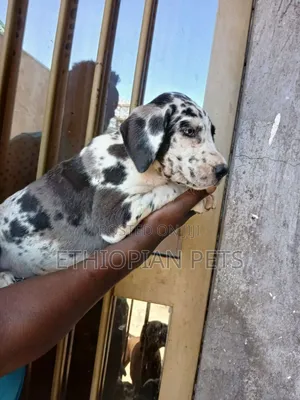 1-3 months Male Purebred Great Dane