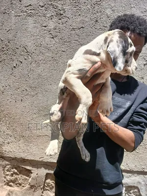 1-3 months Male Purebred Great Dane