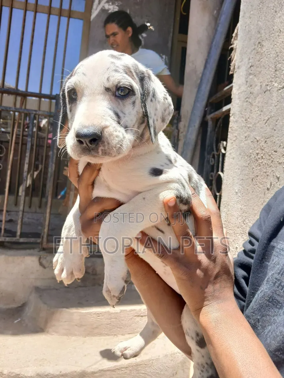 1-3 months Male Purebred Great Dane