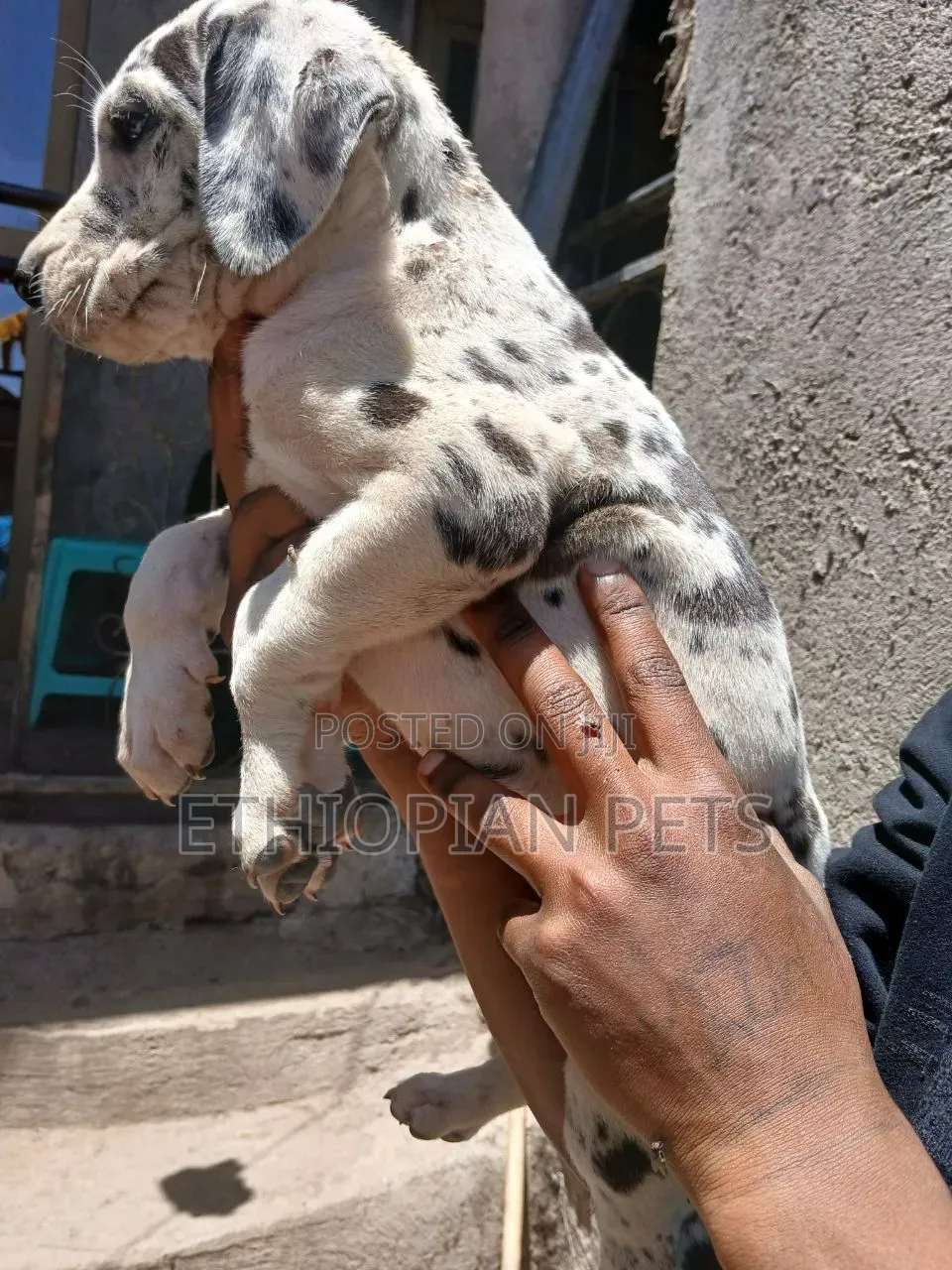 1-3 months Male Purebred Great Dane