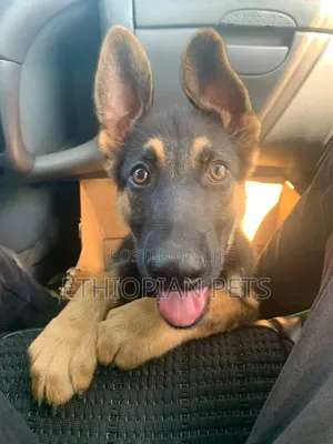 1-3 months Male Purebred German Shepherd