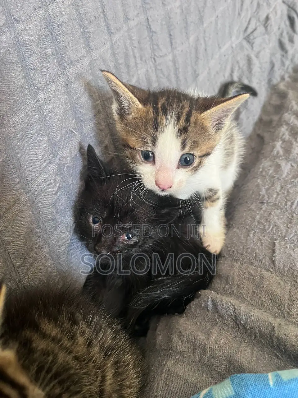 0-1 month Male Purebred Abyssinian