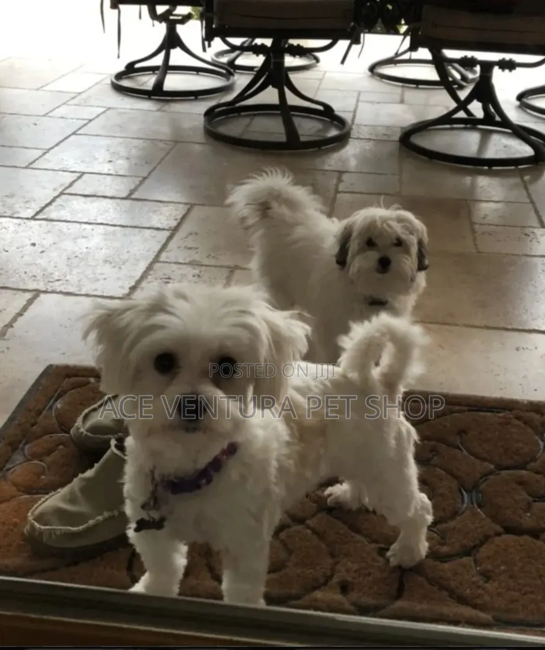 1-3 months Male Purebred Maltese