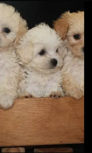 1-3 months Male Purebred Maltipoo