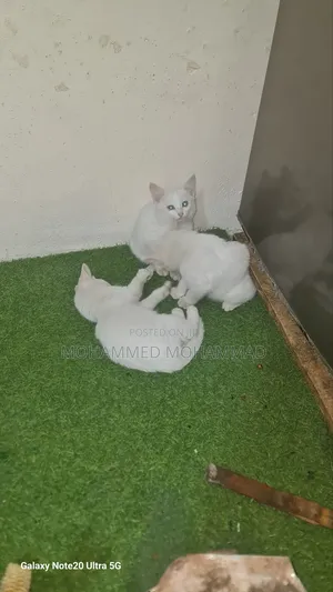 1-3 months Female Mixed Breed Turkish Angora