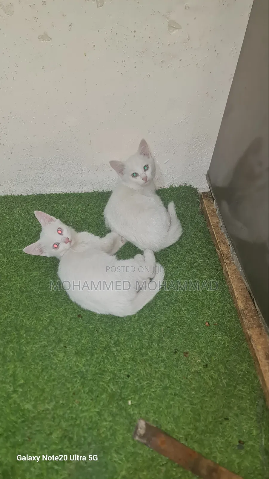 1-3 months Female Mixed Breed Turkish Angora