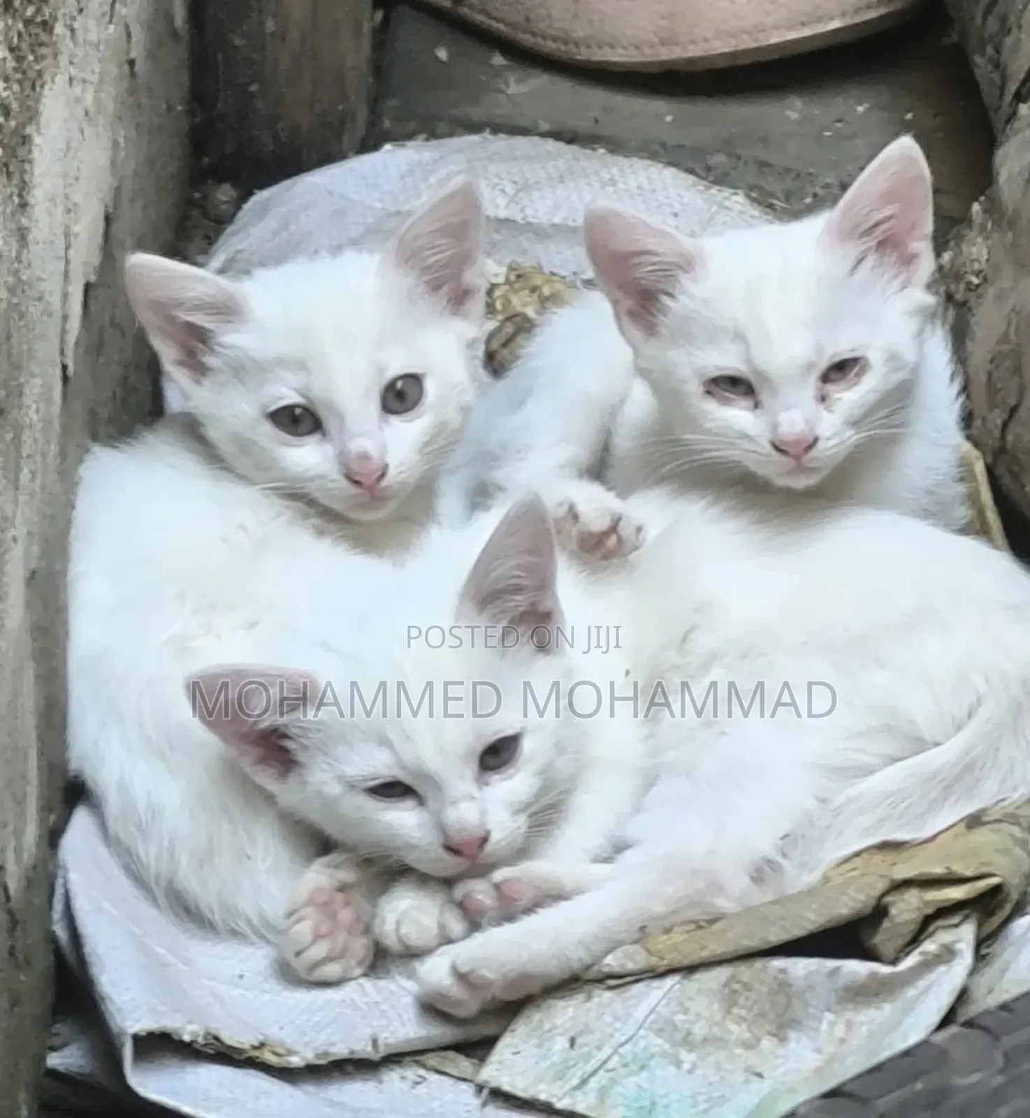 1-3 months Female Mixed Breed Turkish Angora