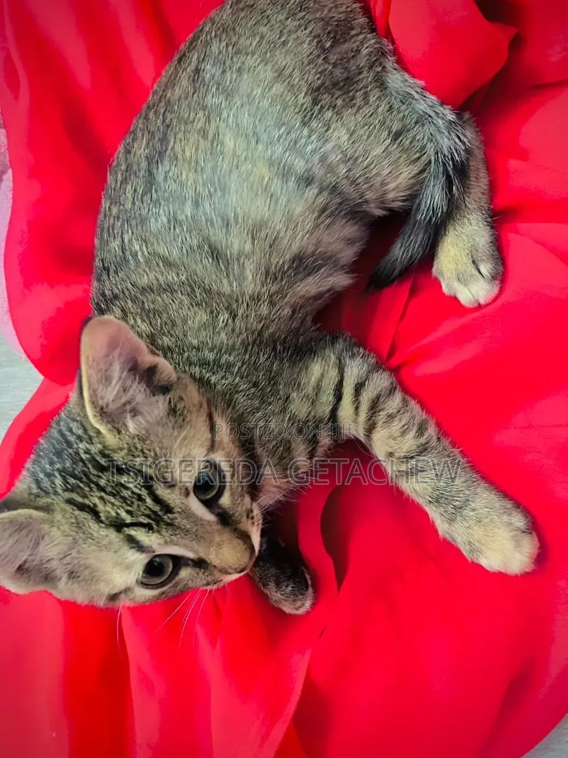 1-3 months Male Mixed Breed Abyssinian