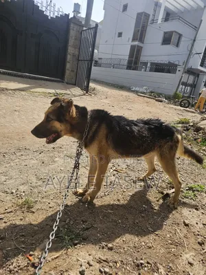 1+ year Male Mixed Breed German Shepherd