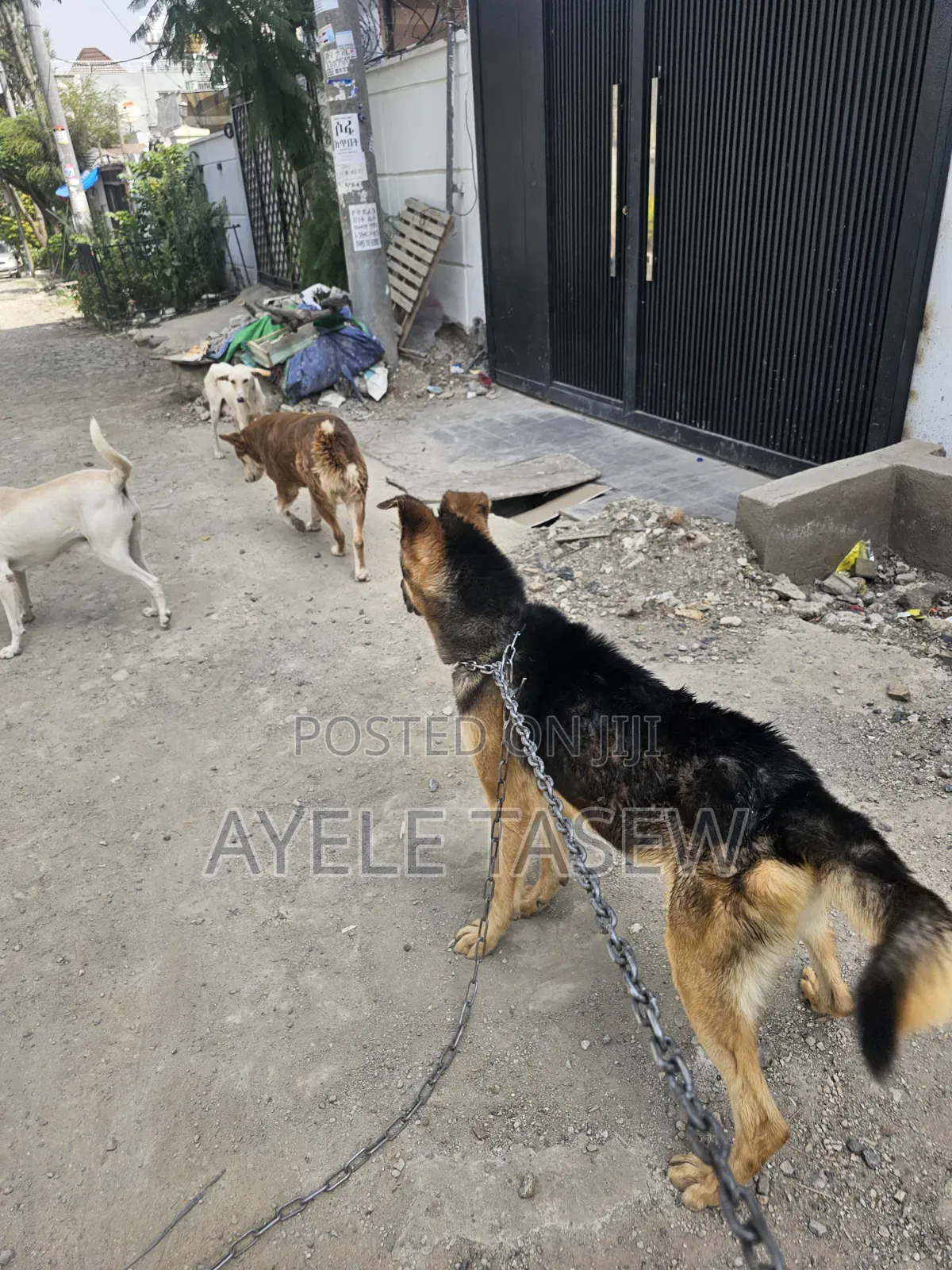 1+ year Male Mixed Breed German Shepherd
