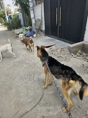 1+ year Male Mixed Breed German Shepherd