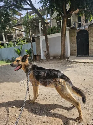 1+ year Male Mixed Breed German Shepherd