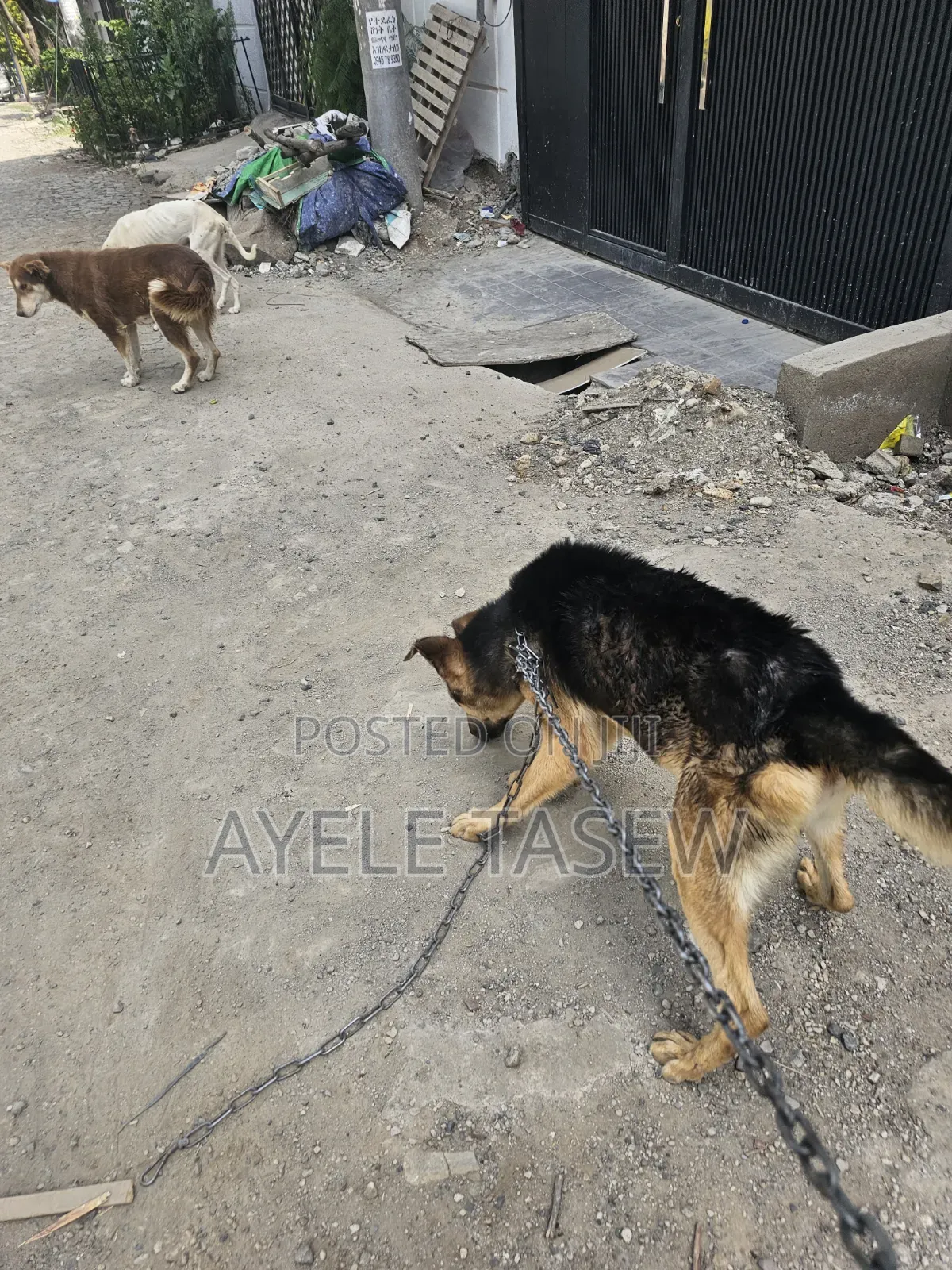 1+ year Male Mixed Breed German Shepherd