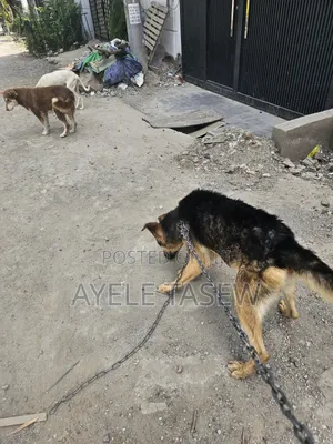 1+ year Male Mixed Breed German Shepherd