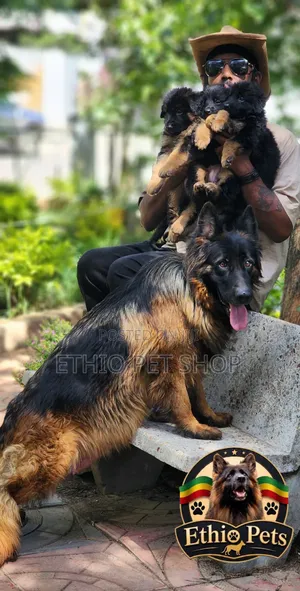 1-3 months Male Purebred German Shepherd