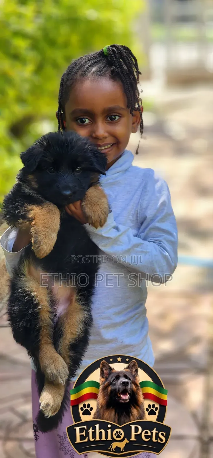 1-3 months Male Purebred German Shepherd