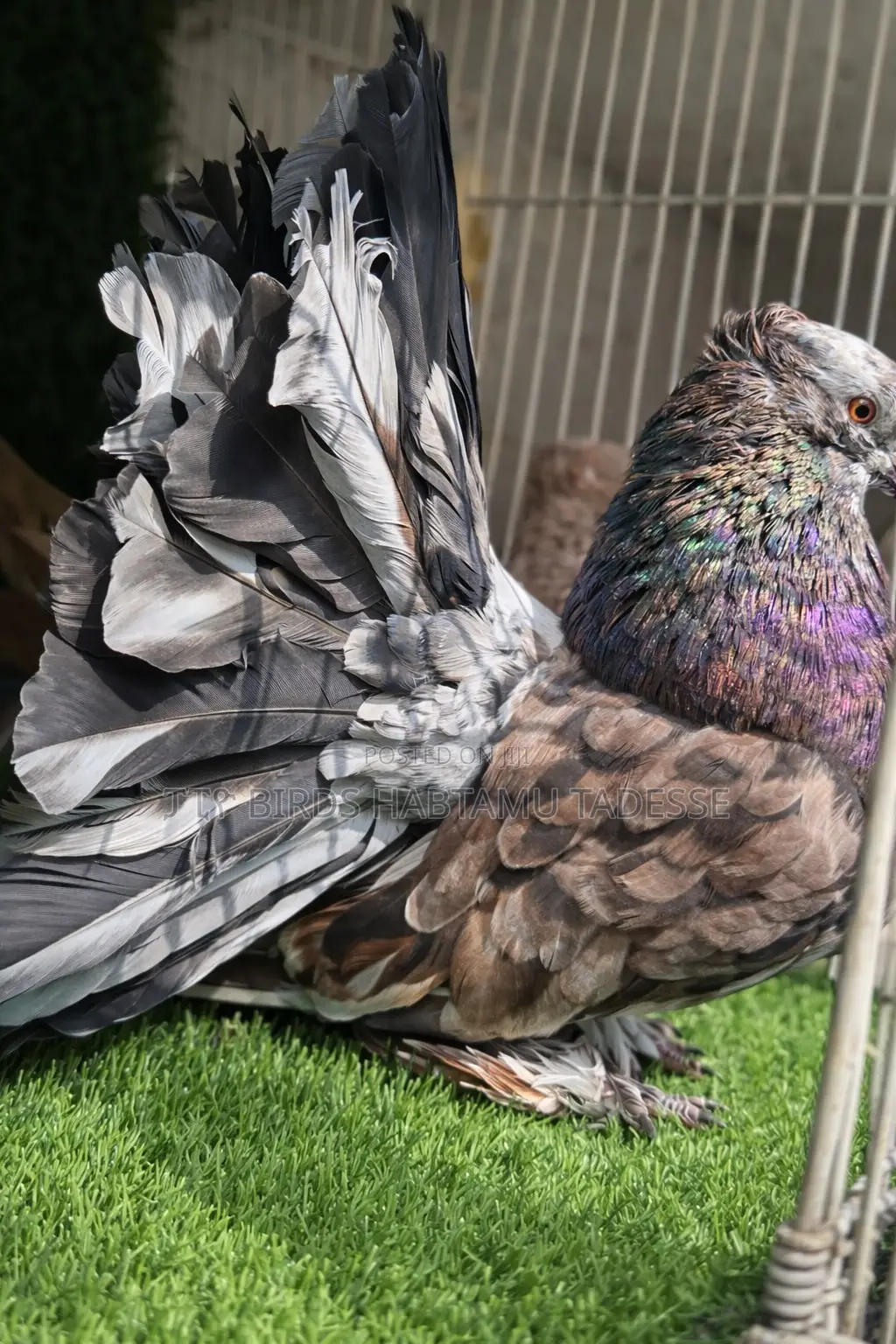 Birds for Home