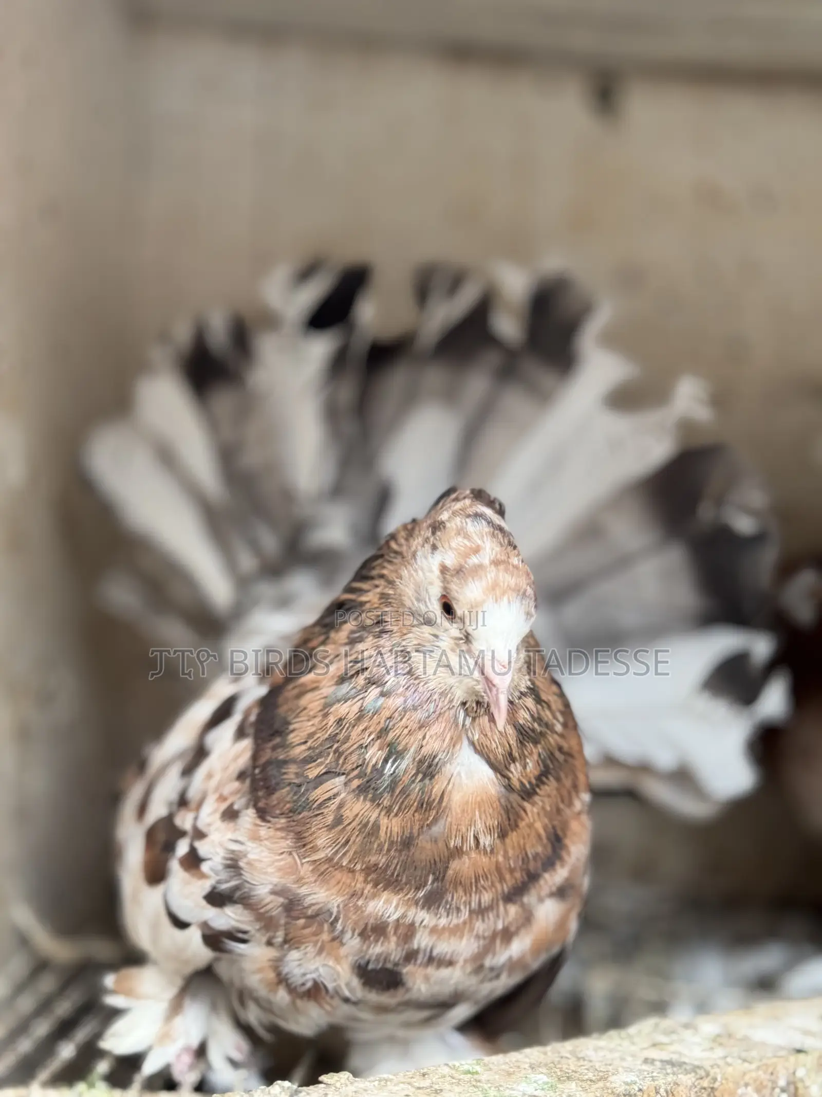 Birds for Home