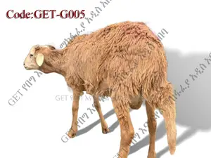 ለሽያጭ የቀረበ የበግ ሙክት