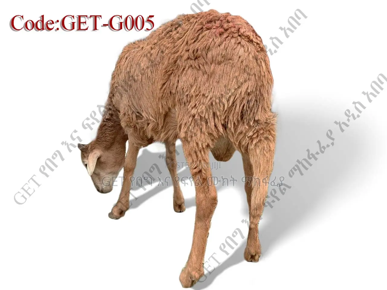 ለሽያጭ የቀረበ የበግ ሙክት