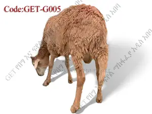 ለሽያጭ የቀረበ የበግ ሙክት