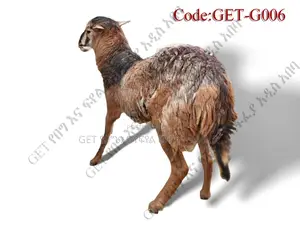 ለሽያጭ የቀረበ የበግ ሙክት