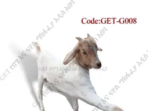 ለሽያጭ የቀረበ ፍየል